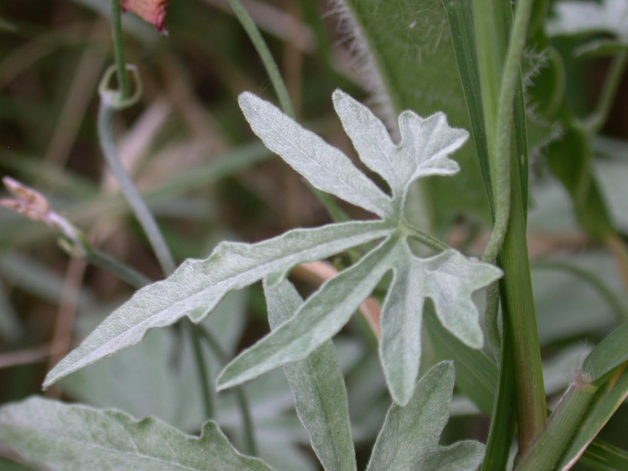 Convolvulus elegantissimus / Vilucchio elegantissimo (quiz)